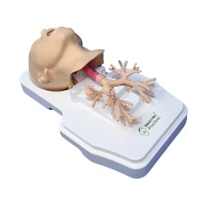 Preclinic Respiratory Endoscope Training Model – Medical Training & Simulation | Sysmark Bangladesh
