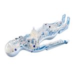 Preclinic Full Body Vascular Simulation – Medical Training & Simulation | Sysmark Bangladesh