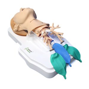 Preclinic Advanced Tracheostomy & Intubation Training Model – Medical Training & Simulation | Sysmark Bangladesh