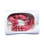 Preclinic Colonoscopy Training Model – Medical Training & Simulation | Sysmark Bangladesh