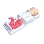 Preclinic Upper Gastrointestinal Training Model – Medical Training & Simulation | Sysmark Bangladesh