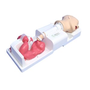 Preclinic Upper Gastrointestinal Training Model – Medical Training & Simulation | Sysmark Bangladesh