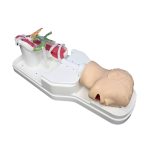 Preclinic ERCP Training Model – Medical Training & Simulation | Sysmark Bangladesh