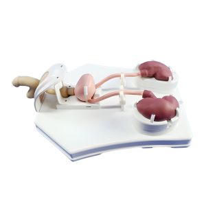 Preclinic Urological Endoscope Training Model – Medical Training & Simulation | Sysmark Bangladesh